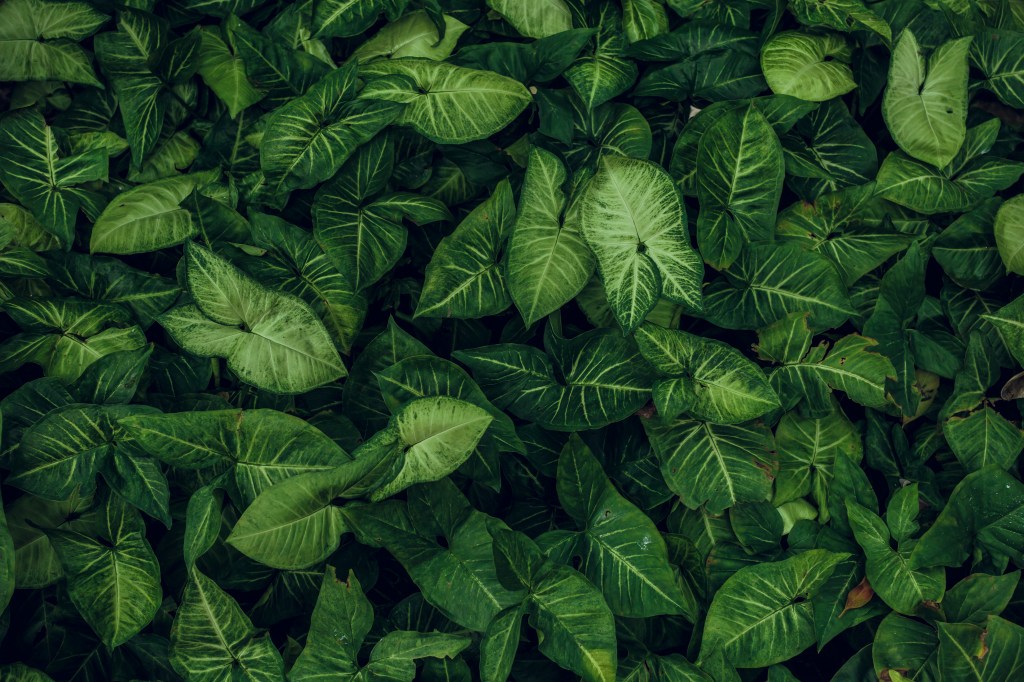 Plant Vulnerability